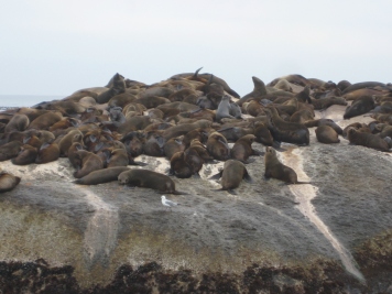 So many seals